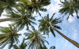 Blick von unten auf hoch aufragende Palmen vor blauem Himmel