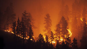 Intensiver Waldbrand